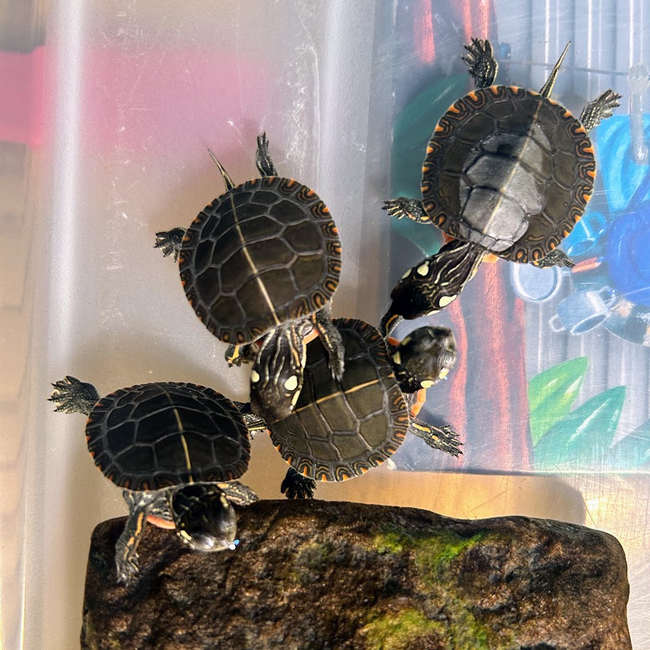 5 painted turtle hatchlings